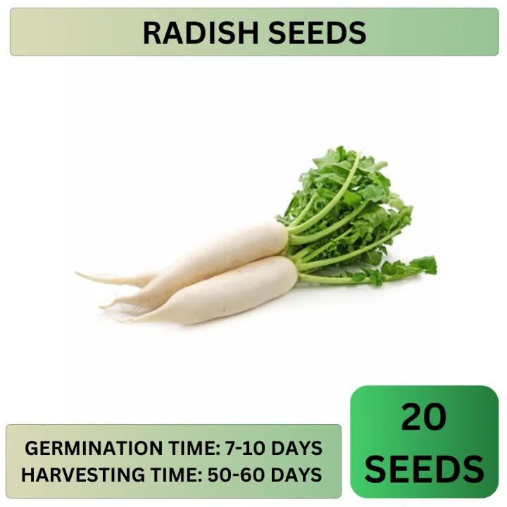 VP 20PCS SEEDS F1 LABANOS/RADISH/WHITE LADY/HYBRID/EASY TO GROW/HIGH  YIELDING/MORE PROFIT Lazada PH