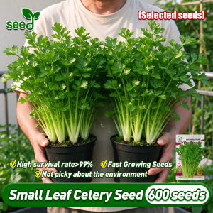 [Selected Seeds 600pcs] 100% Original Chinese Celery Seeds for Planting Vegetables Plants High Yield Fresh Small Leaf Celery Seeds Garden Balcony Bonsai Celery Vegetable Seeds for Gardening Potted Celery Live Plants Seedlings Kinchay Plant Veggie Seeds