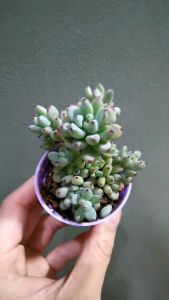 Succulents Graptopetalum pahcyphllum* Blue bean