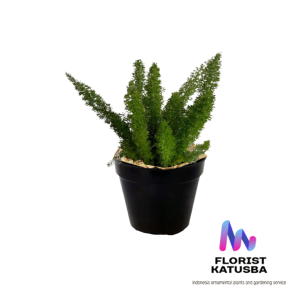 tanaman hias outdour ekor tupai asparagus