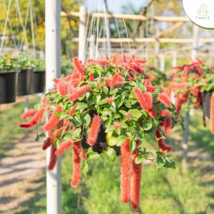 Treeno.9 T303 หางกระรอกแดง (Red Hot Cat’s Tail) กระถางแขวน 8 นิ้ว สูง 15-20 cm. ดอกสีแดงสวยงาม ไม้ประดับ ดอกไม้ (ต้นไม้)
