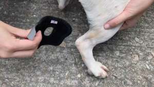 สายรัดข้อเท้าสุนัข สายรัดขาสุนัข แบบสั้น (Short Hock Brace) Doglemi [พร้อมส่ง]
