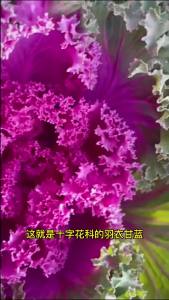 Purple Kale Leafy Kale Potted Plants High-Temperature Resistant Ornamental Flowers and Vegetables Collection