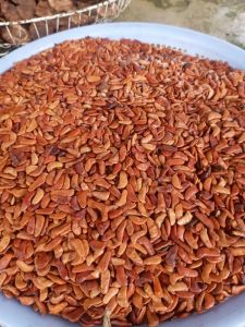 Hạt giống Giáng Hương - Đinh Hương