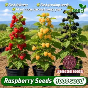 [Selected Seeds] 800pcs/bag Red Raspberry Seeds for Planting (Fast Growing Seeds) Sweet Raspberry Fruit Seeds Bonsai Tree Garden Balcony Potted Raspberry Live Plant Dwarf Fruit Bearing Tree Seeds Indoor Plants Raspberry Seedlings Easy To Grow Fruits