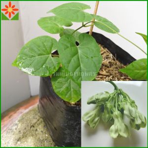 ต้นดอกขจร ต้นดอกสลิด ส่งพร้อมถุงเพาะ 5.5นิ้ว ดอกขจร ดอกสลิด ต้นขจร ต้นสลิด