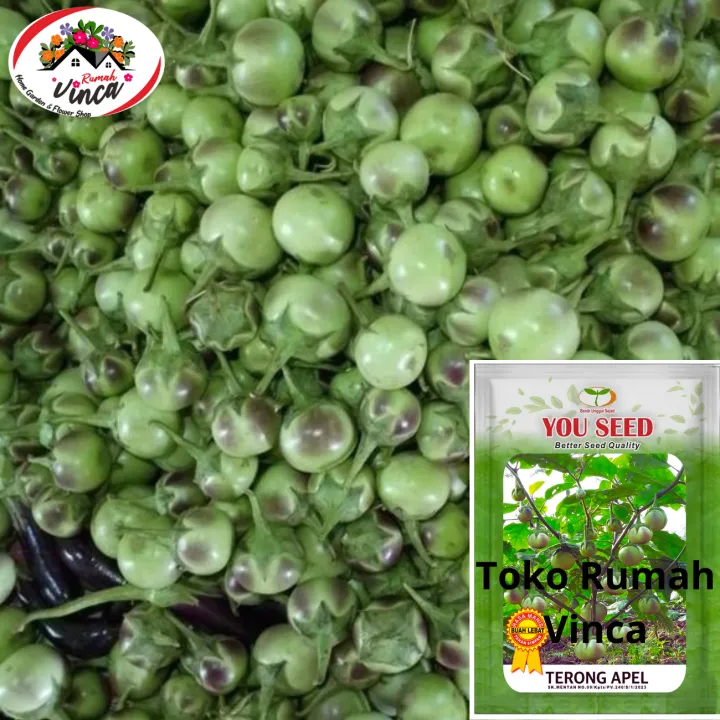 Benih%20Bibit%20Terong%20Bulat%20Manggis%20TERONG%20APEL%20500s%20Cap%20You%20Seed%20-%20Image%206