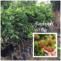 Fruit bearing tree Dwarf Varieties Grafted. 