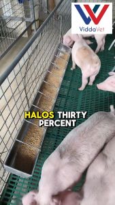 Large Capacity 10 Slot Stainless Steel Animal Feeder