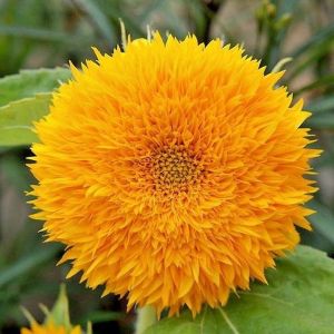 Sunflower Sungold Dwarf Flower 35 Seeds Edible Easy Grow Beginner Friendly