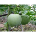 Hạt giống bí hương tròn (bí nếp) nhập khẩu Thái Lan.