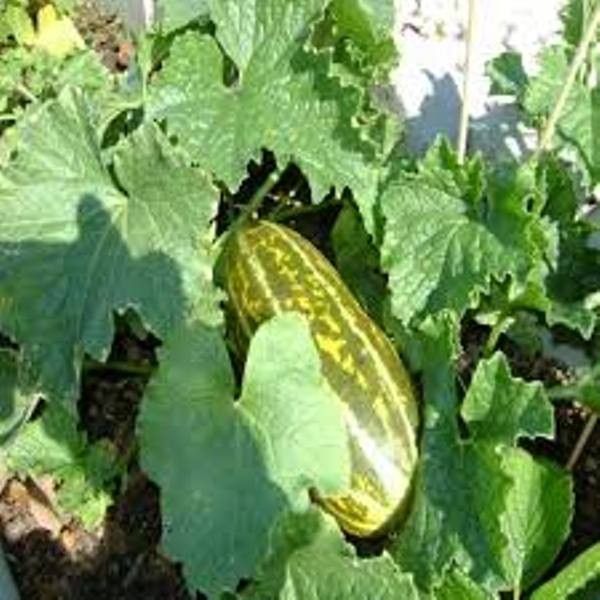 H%E1%BA%A1t%20Gi%E1%BB%91ng%20D%C6%B0a%20Gang%20Cao%20S%E1%BA%A3n%20-%20g%C3%B3i%200,2g(%2050%20h%E1%BA%A1t)%20-%20Image%202