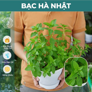 Bạc Hà Nhật JUN GARDEN Cây Gia Vị Pha Trà Pha Nước Uống Đuổi Côn Trùng