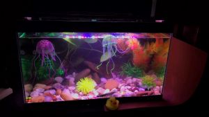 Bể cá cỡ lớn 50x25x30cm kèm lọc thác nước phong thủy kèm đèn led (tuỳ chọn option) - Bể cá trang trí nhà cửa