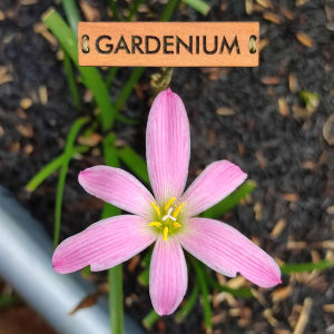 Umbi Bunga Rain Lily Pim Chompoo - Rainlily Zephyranthes Hybrid