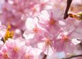 HƯƠNG HOA ANH ĐÀO CHẤT LƯỢNG TỐT - VMC. 