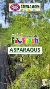 High Quality Asparagus Vegetable Seeds For Planting