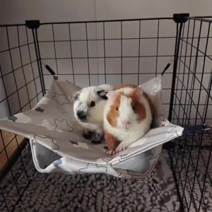 [DANDELION]Summer Cooling Hamster Hammock Hanging Beds Rattan Mat for Small Animal Chinchillas Sugar Glider Squirrel Ferret Pets Supplies