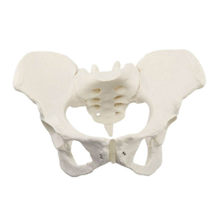 Model Pelvis wanita Model rangka manusia spesimen Hip Skeleton anatomi ...