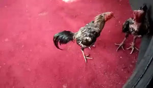 ไข่เชื้อไก่ชน พม่าเเผลหู พม่าเเข้งหน้า เจ้าแฮมป์เมอร์ ร้านจัดส่งไว - หมายเหตุแนะสำหรับการผลิตคอมพิวเตอร์