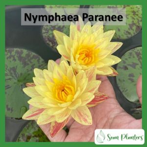 【Sean Planters】Hardy Waterlily Nymphaea Paranee 耐寒睡莲 莲花 Teratai Telepok
