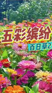 Zinnia flowers can be planted in all seasons and the zinnias are easy to bloom outdoors in courtyards and balconies