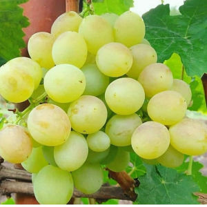 Bibit Anggur Import Jenis Harold