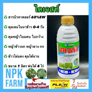 หัวเสือ ไดเจสท์ ขนาด 1 ลิตร บิวทาคลอร์ 60% W/V EC สูตรครีม เข้มข้น สารคุมวัชพืช คุมตม คุมเลน ในนาข้าว หญ้าข้าวนก หญ้าดอกขาว ผักปอดนา กก 1 ขวดใช้ได้ 4 ไร่ ผสมน้ำ 200 ลิตร หัวเสือ