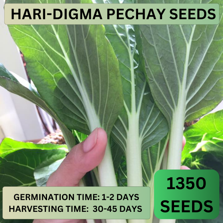 Pechay Color Scale VALUE PACK (650 SEEDS) HARI DIGMA PECHAY SEEDS/FOR PLANTING/EASY TO ...