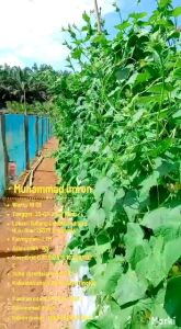 One Z Green Timun Pupuk Organik 1 Liter Memperbesar Buah/Mencegah Busuk/Menyuburkan/Mempercepat Tumbuh