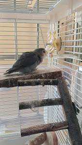 Parrot Bite Soothing Puzzle Toy Budgie Birdcage Accessories Flip Fun Bird Toy lovebird Cockatiel Self Pleasure Toys