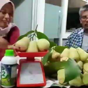 1 Botol Pupuk organik cair TopG2 HWI