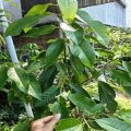 CÂY HOA NGỌC LAN TRẮNG, CÂY ĐANG NỤ, CAO TRÊN 80CM. 