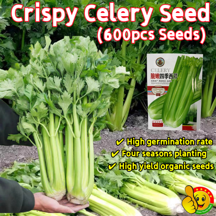 100 Original Biji Benih Saderi Crispy Celery Seeds for Sale (Fresh 600pcs Seeds) Tall Utah