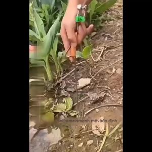 Pengtao13 Câu Cá Tự Động Nhỏ Cần Câu Cá Lười Tự Động Lò Xo Lắp Cần Câu Mới