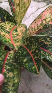 Sov real live plants pokok hidup indoor plants decor live plants algaonema pokok keladi garden