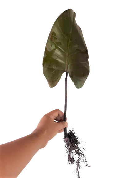 Philodendron Royal Queen Black Form Cutting (Seller reference : 1LNR), Plus  FREE 1 pc. Philodendron or Pothos cutting randomly picked by Seller |  Lazada PH