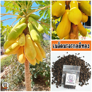 เมล็ดพันธุ์มะละกอสีทอง สีเหลืองทอง ดูสวยงามมาก รสชาติอร่อย แต่ละผลจะมีเมล็ดเยอะ