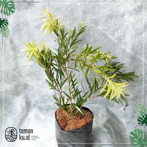 Tanaman Herbal Kayu Putih | Daun Minyak Kayu Putih | Pohon Kayu Putih