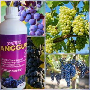 Pupuk Anggur Pupuk Penyubur Tanah Pupuk Pencegah Hama Pupuk Ramah Lingkungan