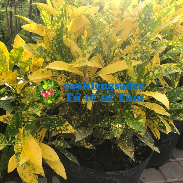 caykiengsadec%20-%20C%C3%A2y%20v%C3%A0ng%20b%E1%BA%A1c%20(c%C3%A2y%20l%C3%A1%20m%C3%A0u)+t%E1%BA%B7ng%20ph%C3%A2n%20b%C3%B3n%20cho%20c%C3%A2y%20mau%20l%E1%BB%9Bn%20-%20hoa%20ki%E1%BB%83ng%20l%C3%A1%20-%20trang%20tr%C3%AD%20n%E1%BB%99i%20th%E1%BA%A5t%20c%E1%BA%A3nh%20quan%20s%C3%A2n%20v%C6%B0%E1%BB%9Dn%20ngo%C3%A0i%20tr%E1%BB%9Di%20-%20Image%207