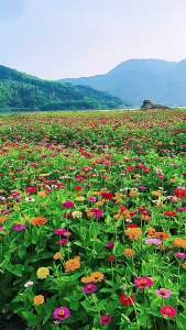 百日草花种子四季播种百日菊种子步步高籽花海景区易种活开花不断