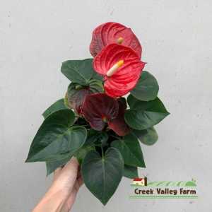 [Live Plant] CVF Anthurium Rustica Netherlands Red Anthurium  | 溪谷农场 荷兰红色 乡村 火鹤花