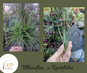 Tillandsia X Rectifolia (T.ION X T.SCHIEDEANA) pups / 空气凤梨/ 空气草