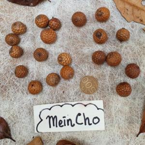 (100gr) 15-150 Biji Rotan Buah Rotan Lonjong Bulat Drini Salak Mini Kolase Mahar Dekorasi Rustik