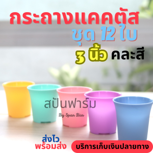 กระถางต้นไม้พลาสติก 3 นิ้ว กระถางแคคตัส (ชุด12ใบ) คละสี พลาสติก สีพาสเทล กระถางพาสเทล สวย ทนทาน กระถางน่ารัก ระบายน้ำได้ดี