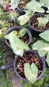 เสน่ห์จันทร์ประกายดาว