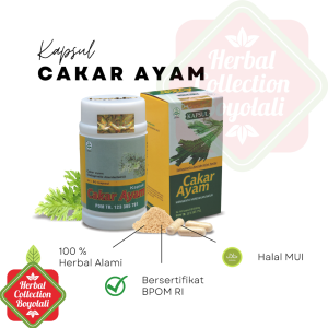 TAZAKKA Herbal Kapsul Cakar Ayam 60 Kapsul Ekstrok - Penyubur Paru-Tungkak