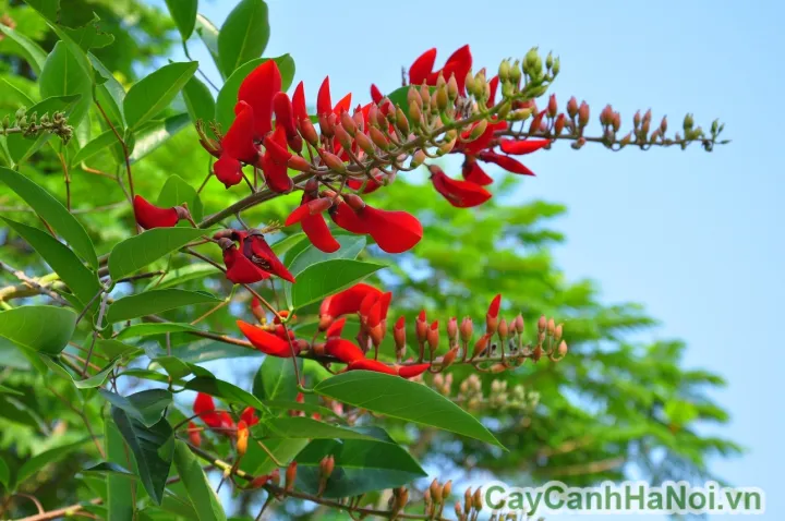 C%C3%A2y%20Osaka%20%C4%91%E1%BB%8F%20-%20Mu%E1%BB%93ng%20hoa%20%C4%91%E1%BB%8F%20-%20Image%203