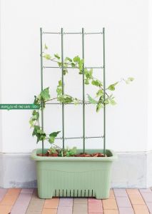Khung trồng cây rộng 45 của Nhật chuyên dùng trồng các loại cây leo như hoa đậu biếc hoa hồng dưa leo